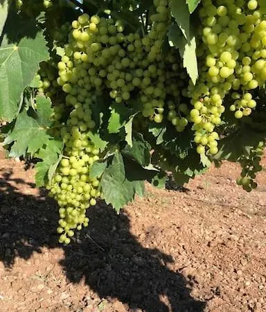 Сasa de vacaciones Maison Rustique Au Coeur Du Charme Charentais Hiersac